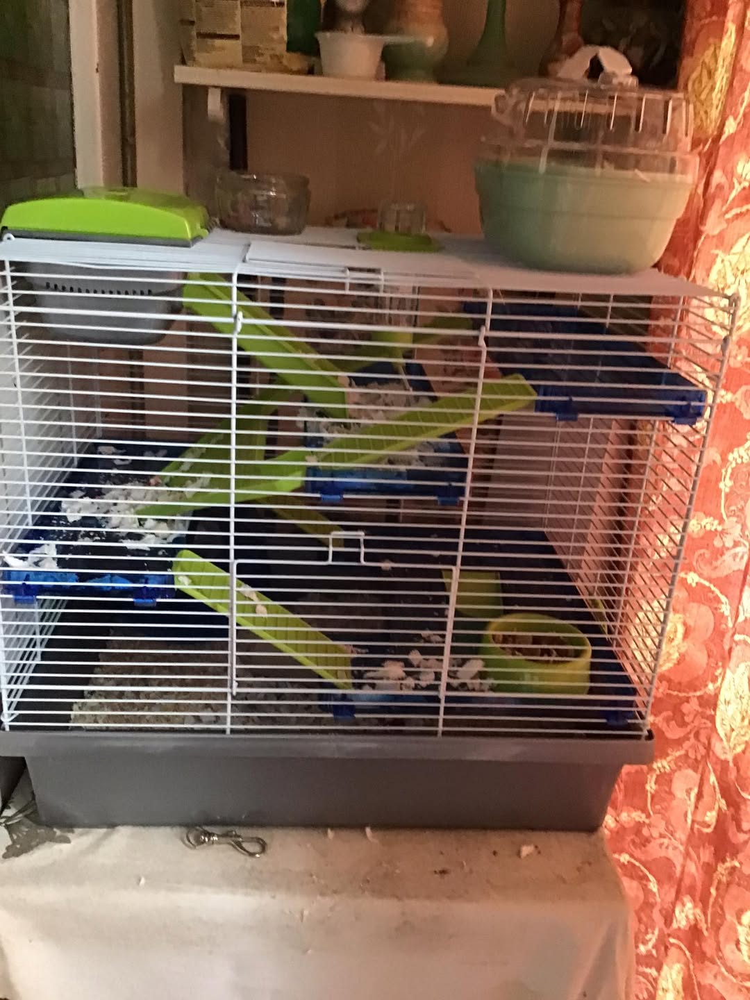 UK owner measuring hamster cage size welfare assessment