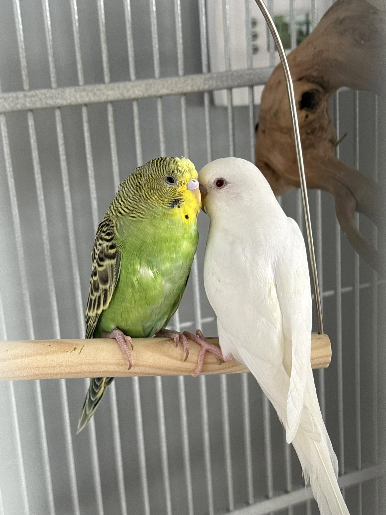 UK owner observing budgie checking health hanging behaviour 