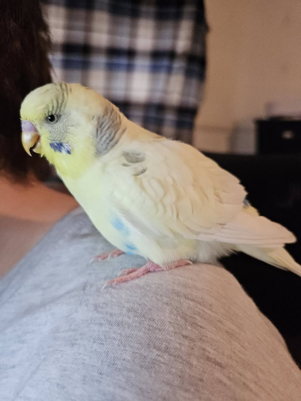 UK owner phoning avian vet emergency budgie urgent care