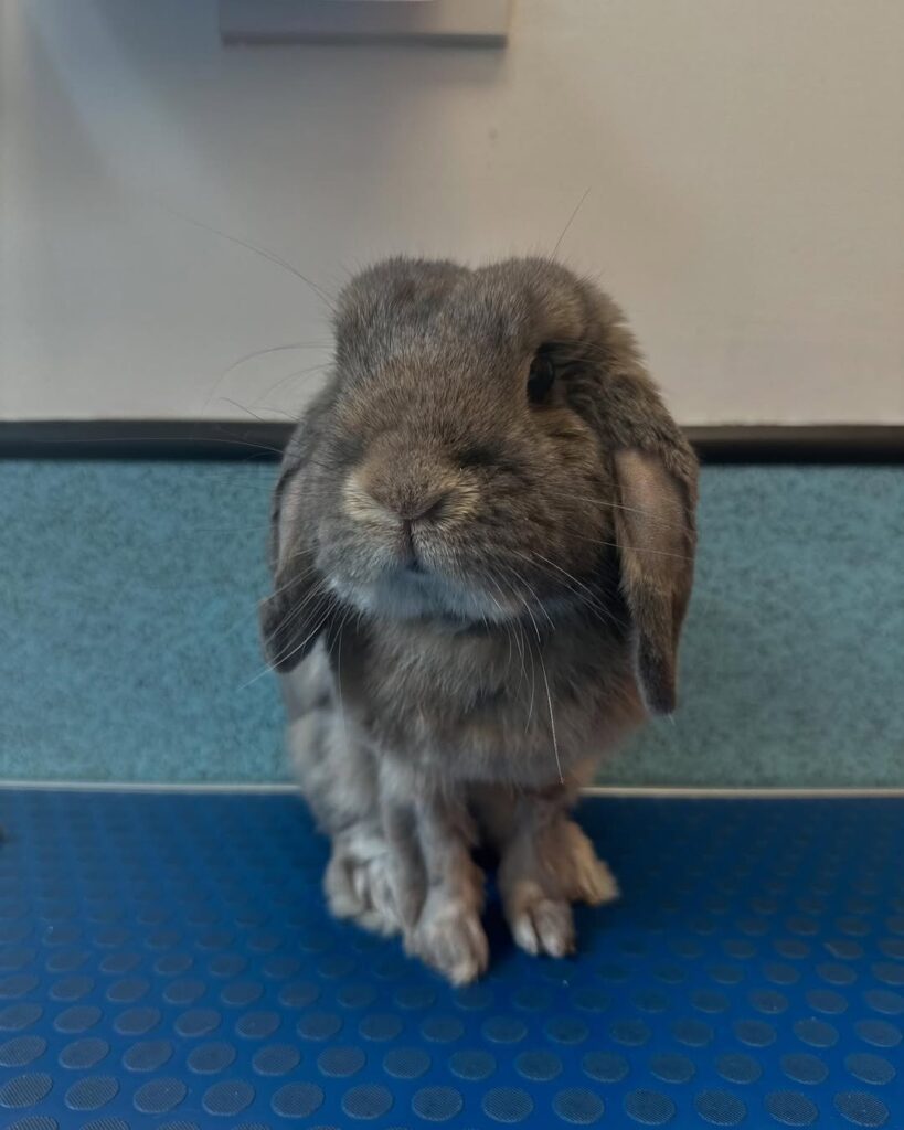 UK owner phoning rabbit savvy vet urgent appointment booking
