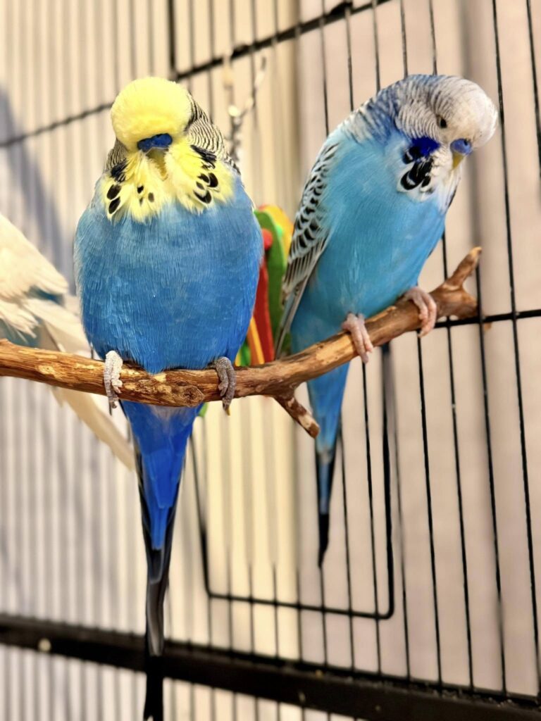 UK owner reading near budgie cage no pressure approach