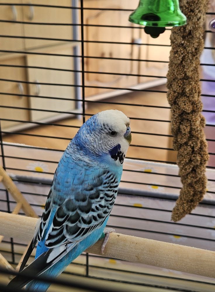 UK owner removing budgie mirror toy