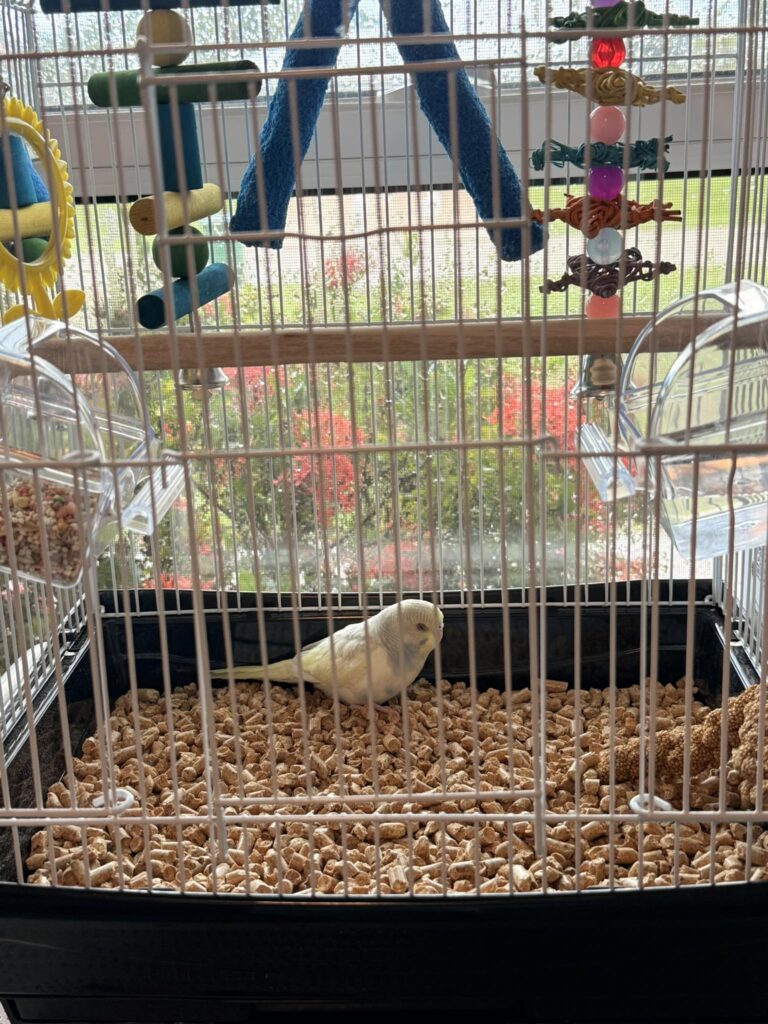 UK owner sitting calmly near budgie cage building trust