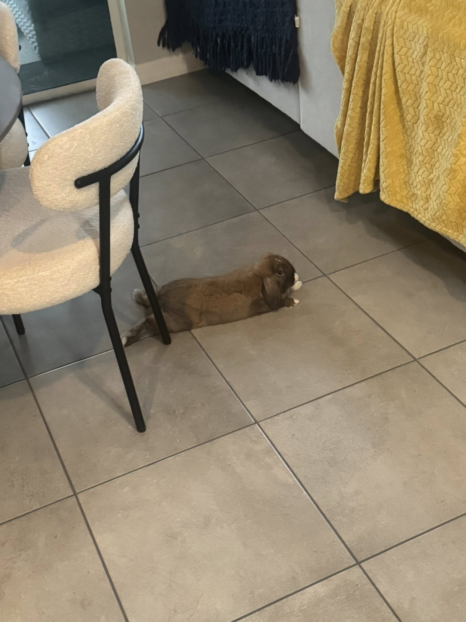 UK owner sitting floor rabbit approaching voluntary bond 