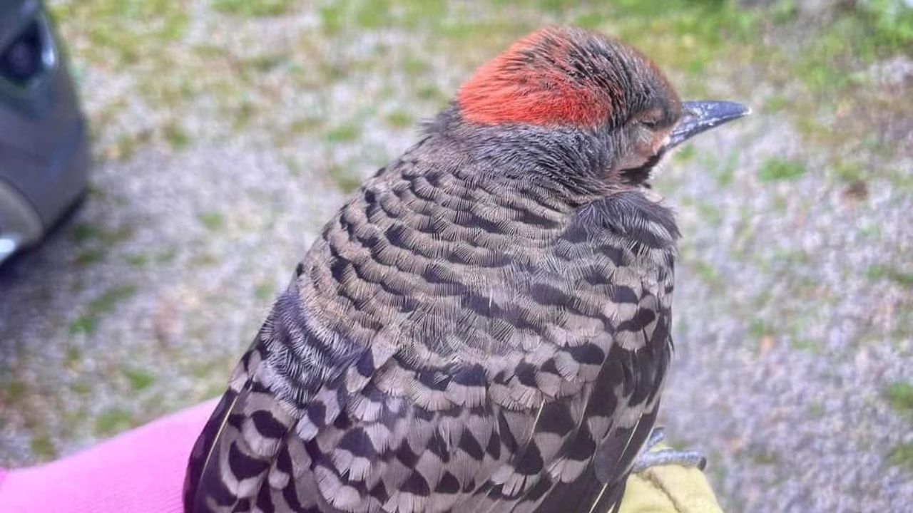UK pesticide-free council park garden birds wildlife thriving
