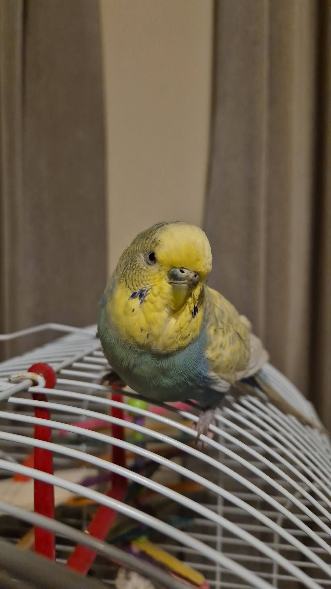 UK pet bird biosecurity hand washing