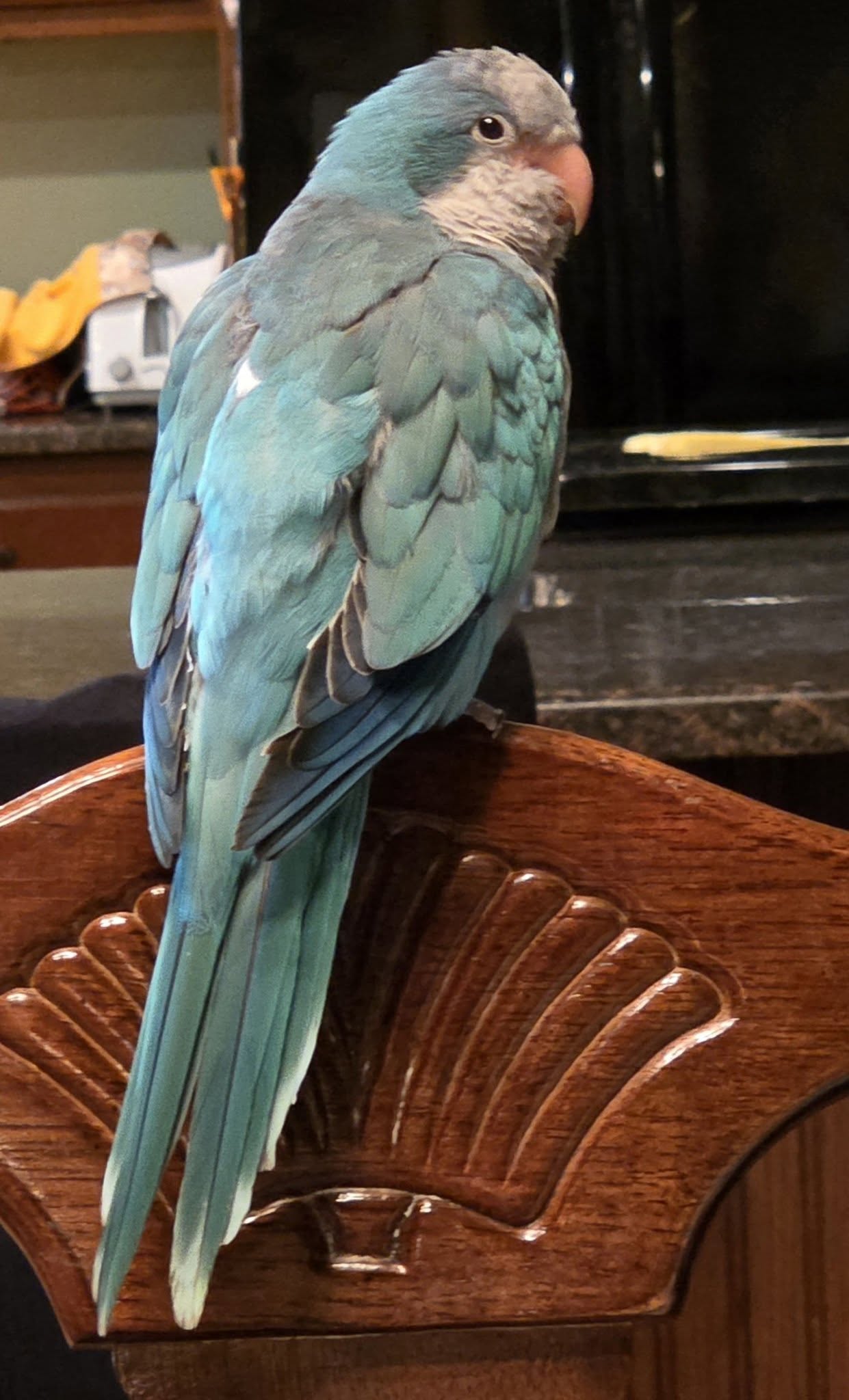 UK pet bird flu warning symptoms 