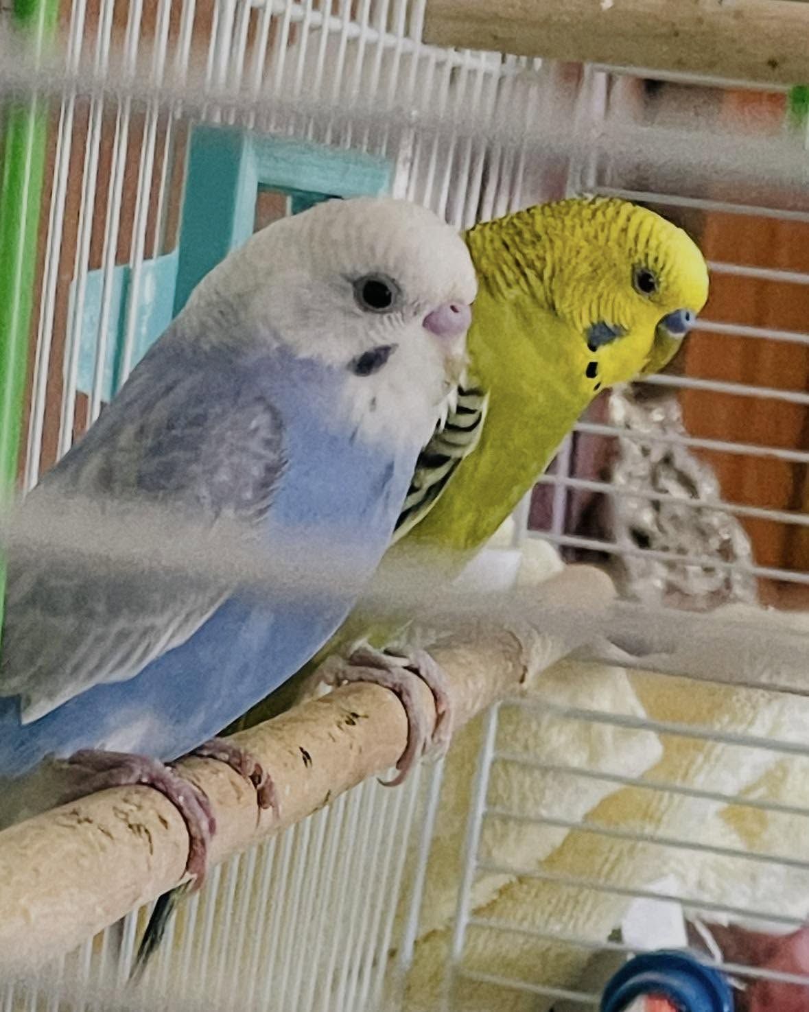 UK pet bird population statistics 2026