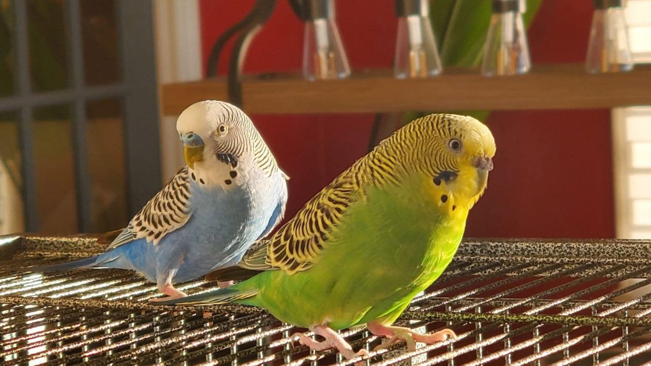 UK pet budgie million population 2026