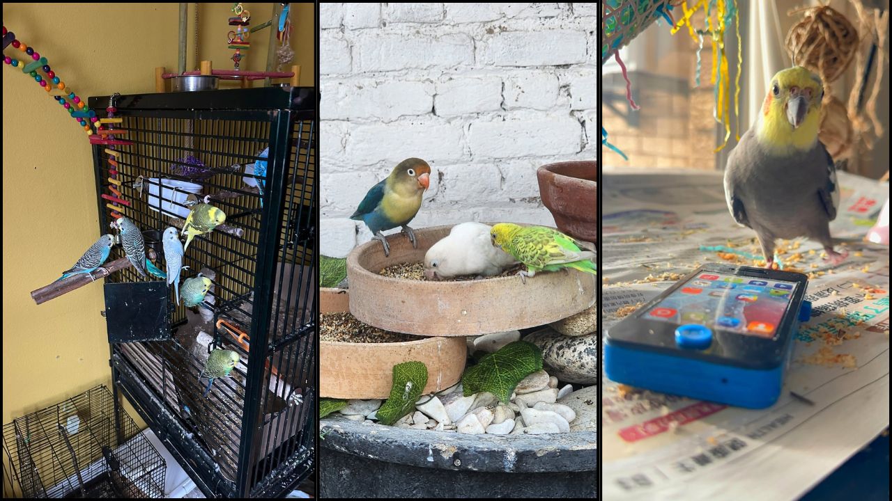 UK pet food prices rising 2026 bird owners