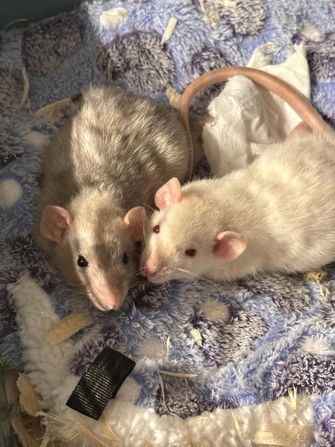 UK pet rats bonded pair gentle handling child interaction