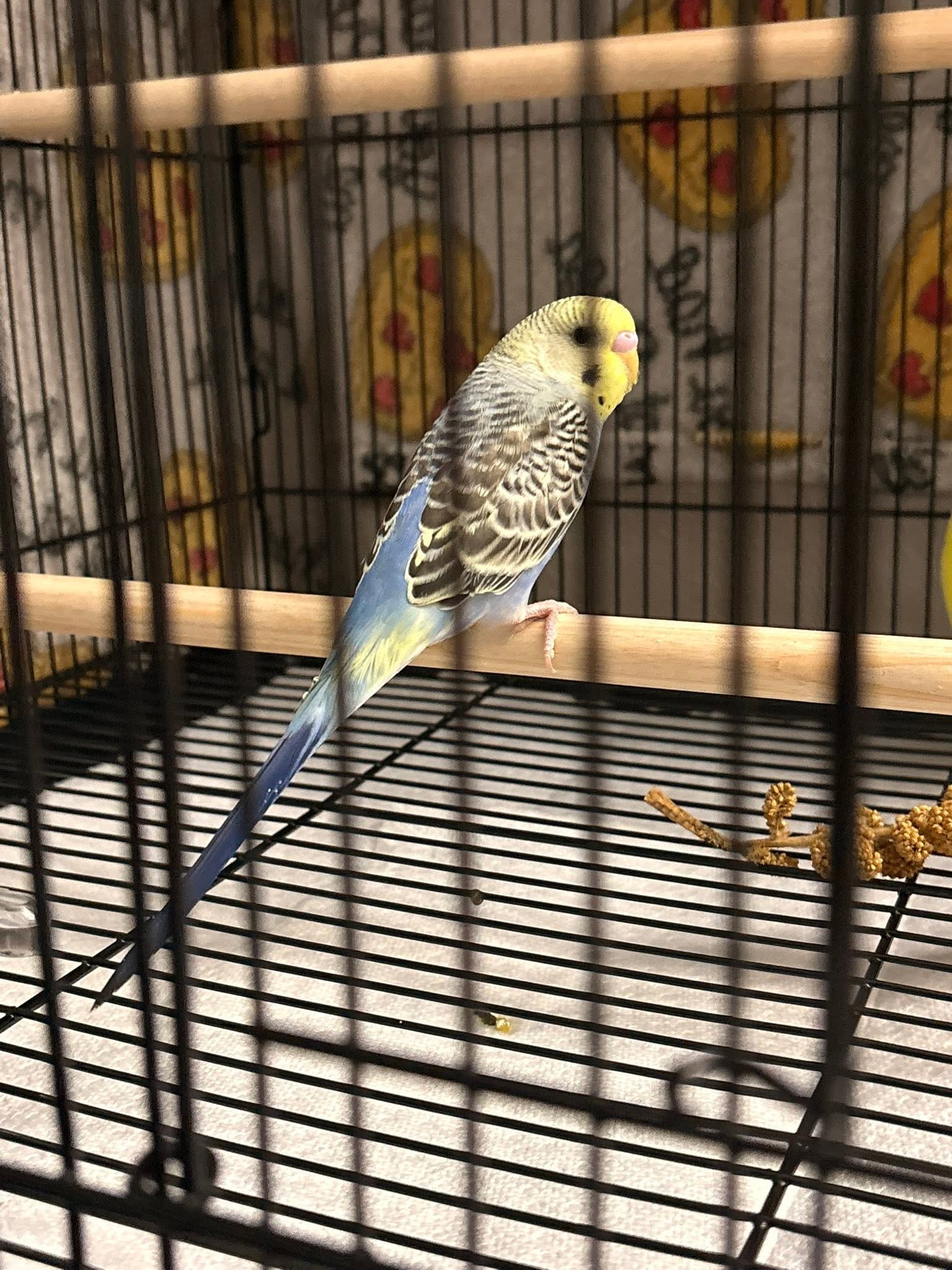 UK pet shop budgie mirror toy item