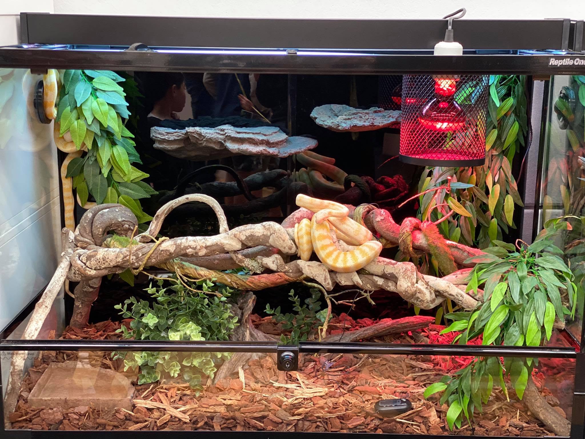 UK pet shop reptile display tank small enclosure welfare