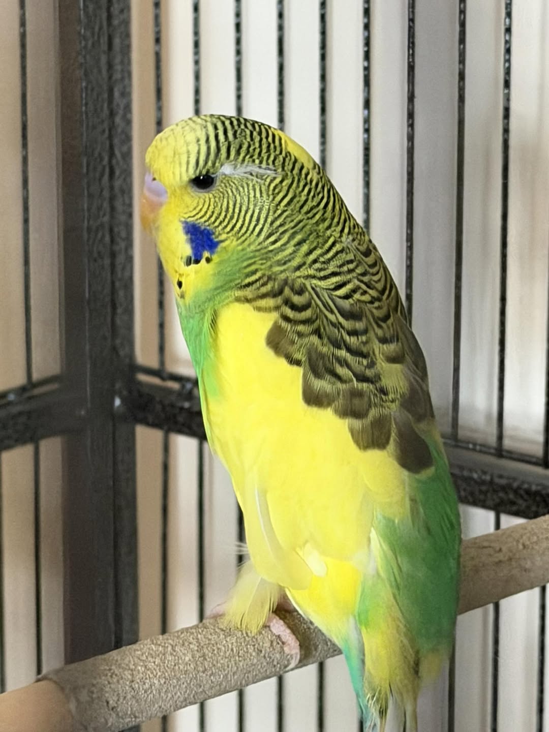 UK pet shop staff selling animal customer inadequate advice