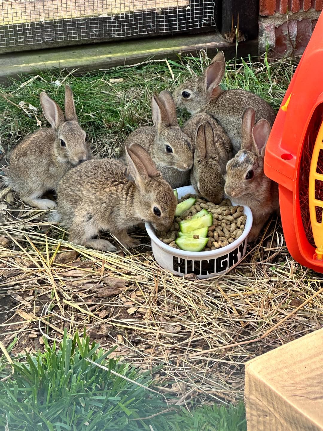 UK rabbit hand-feeding herbs treats voluntary approach owner 