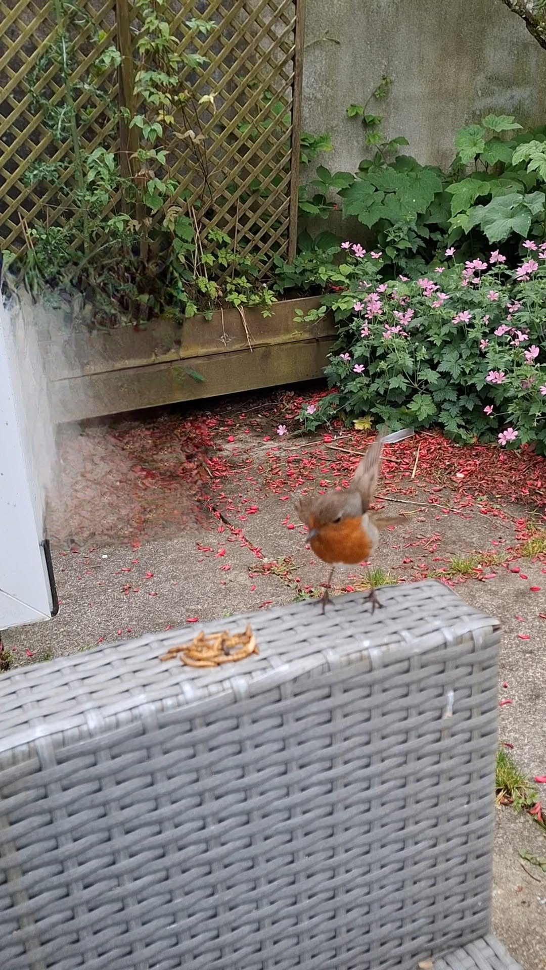 UK robin eating mealworms garden bird table feeding