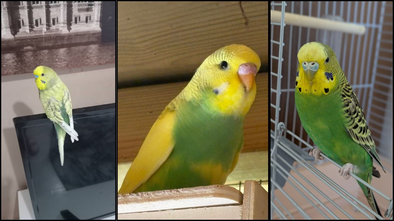 UK vets heat stressed birds June warning signs