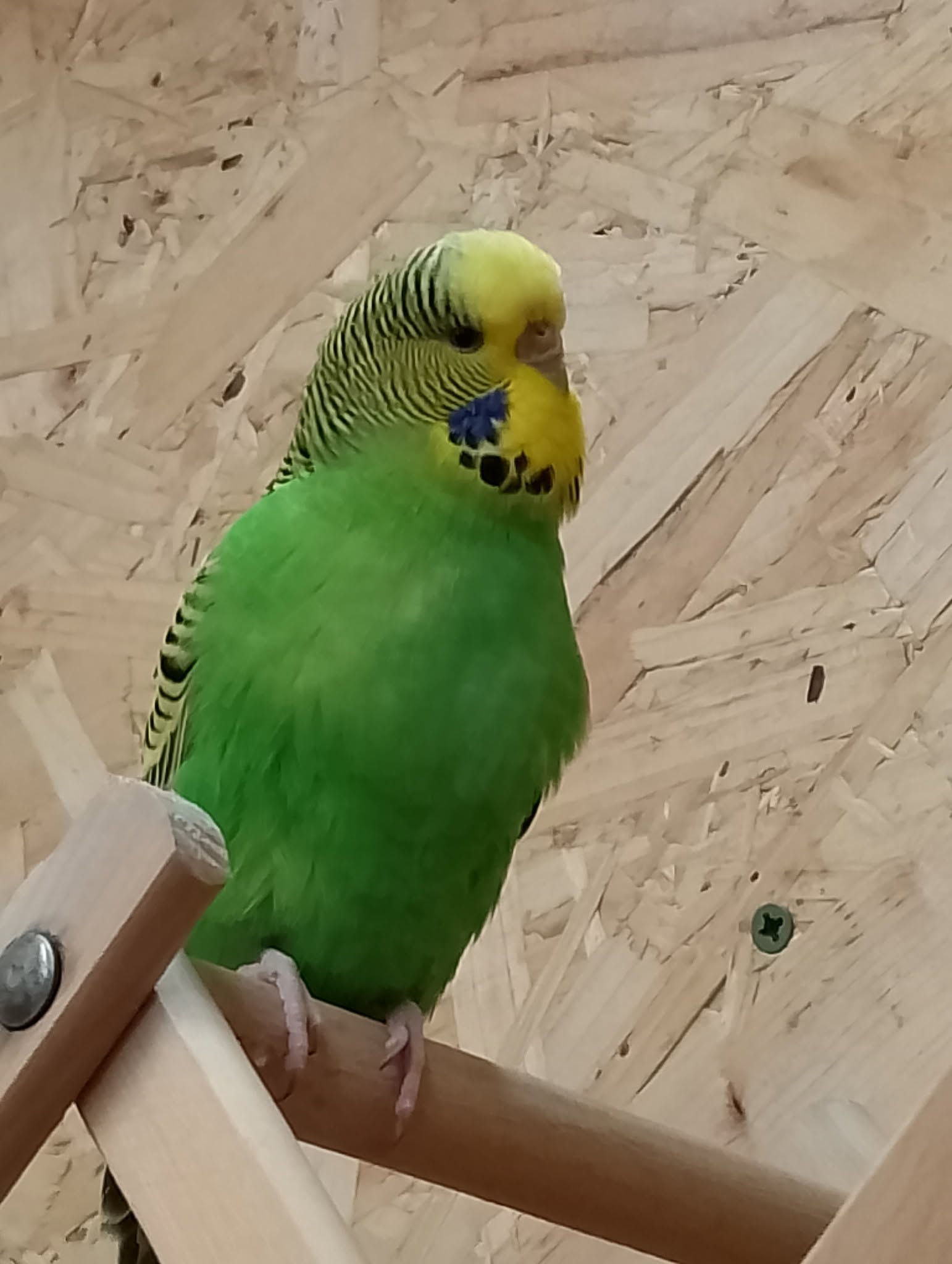 UK welfare-led pet budgie thriving