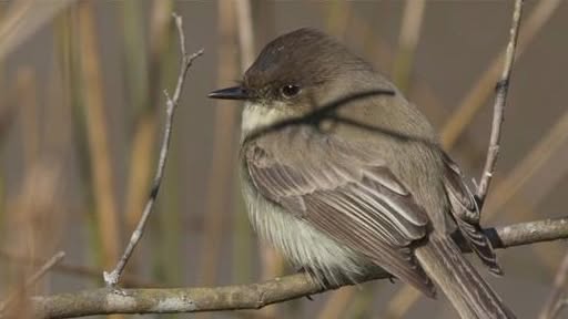 UK wild birds climate change population shifts 