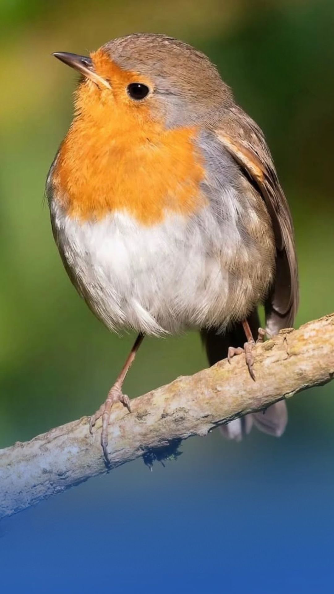 birds britain watching humans connection UK wildlife