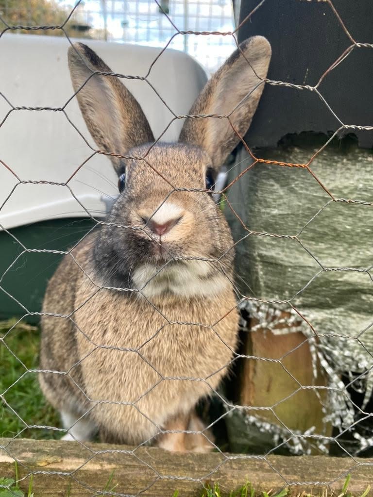Walk-in UK rabbit aviary enclosure proper welfare home