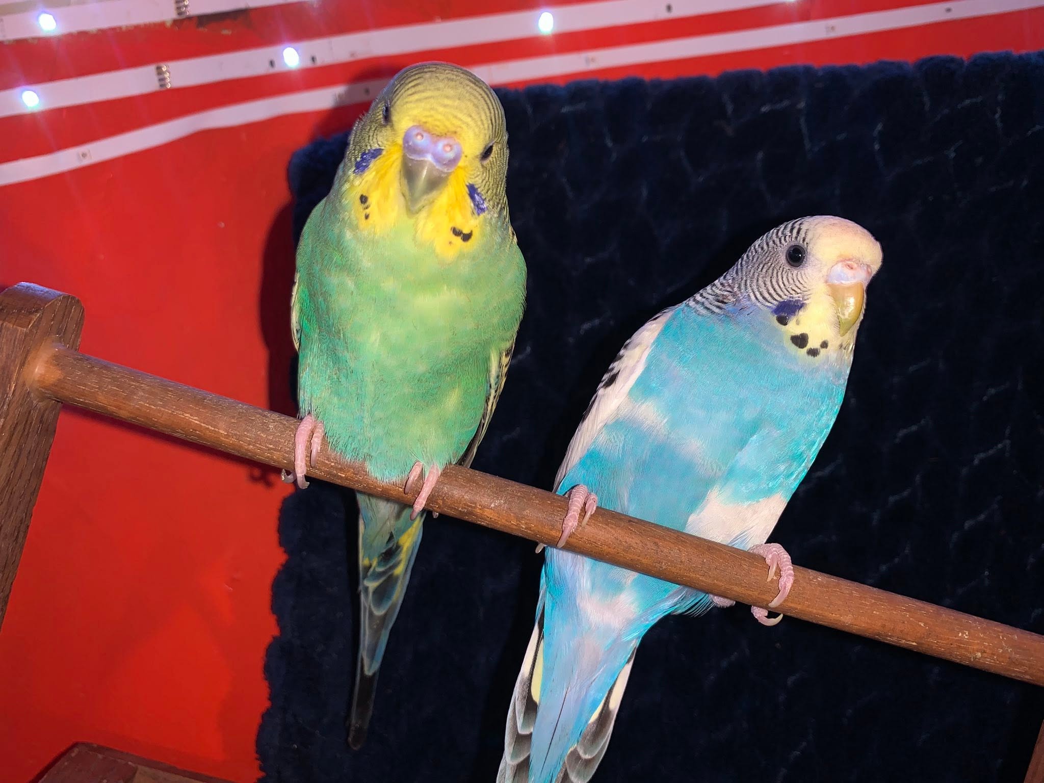 Well kept budgie healthy active thriving UK