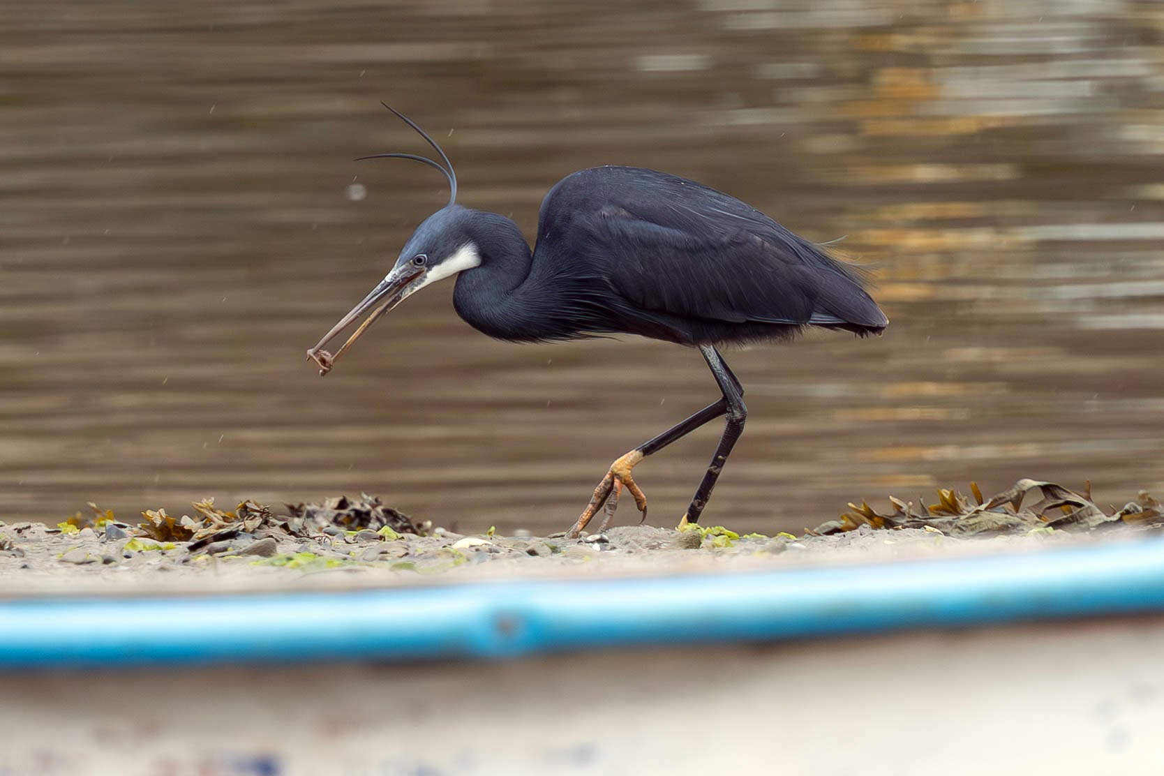 Western reef heron Wales Caernarfon twitchers 2026