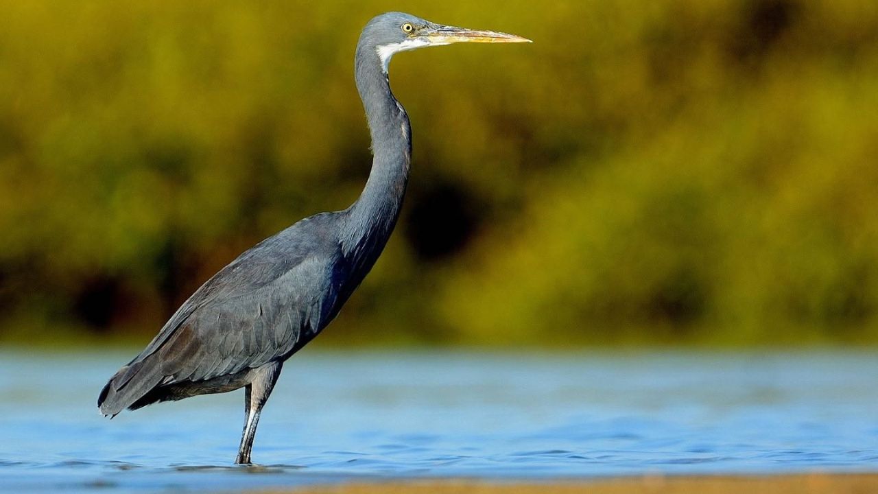 Western reef heron dark morph UK first record