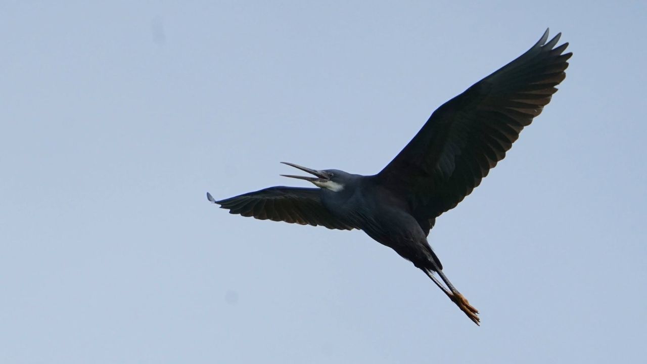Western reef heron feeding Wales UK coastline
