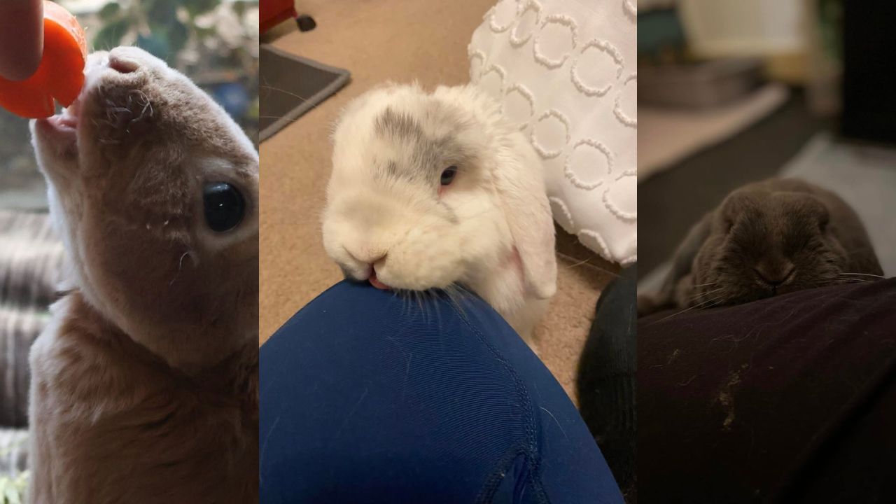 Why does my rabbit lick me
