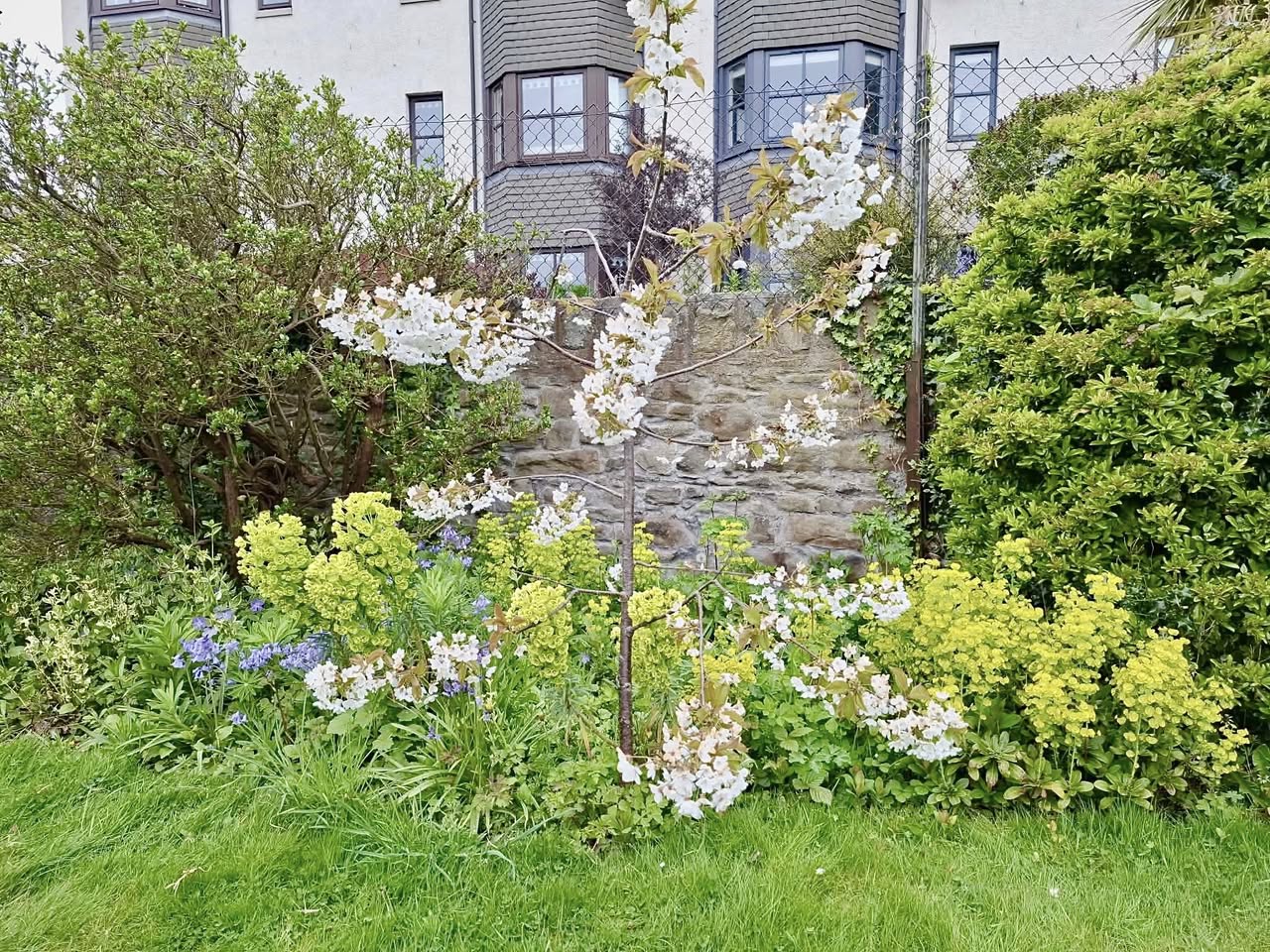 Wildlife-friendly UK garden hedge wildflowers robins