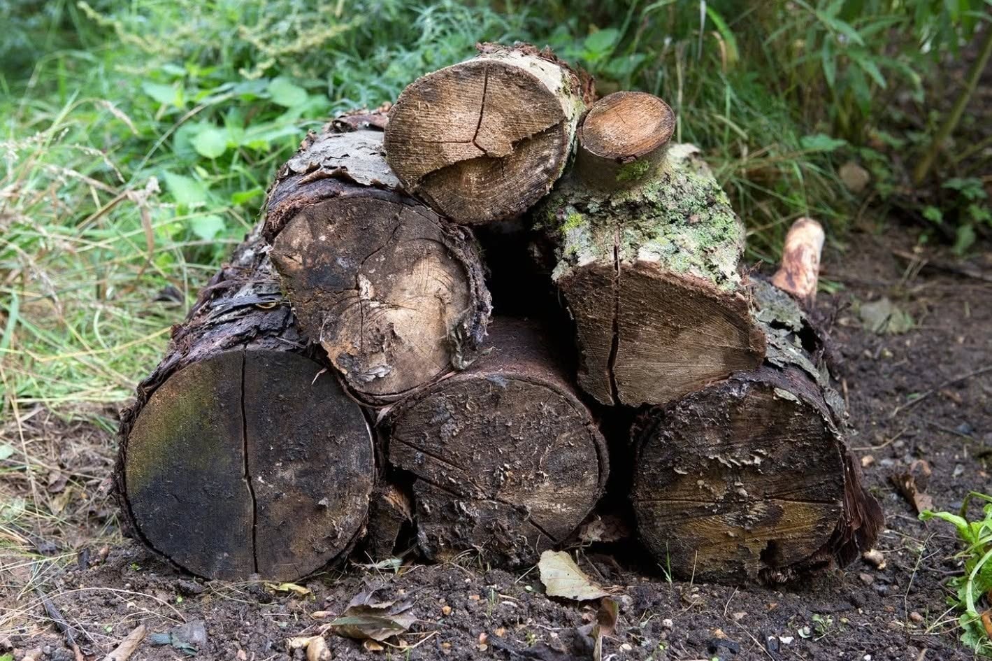 Wildlife garden habitat log pile UK birds