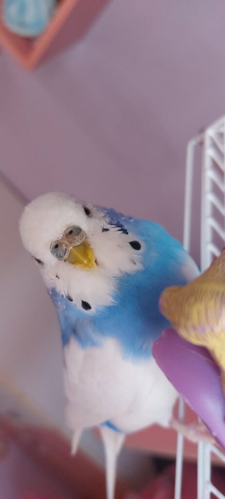 Worried UK owner examining changed budgie cere health