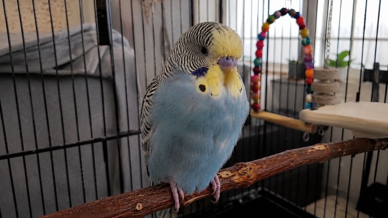 Worried UK owner urgent budgie respiratory illness vet