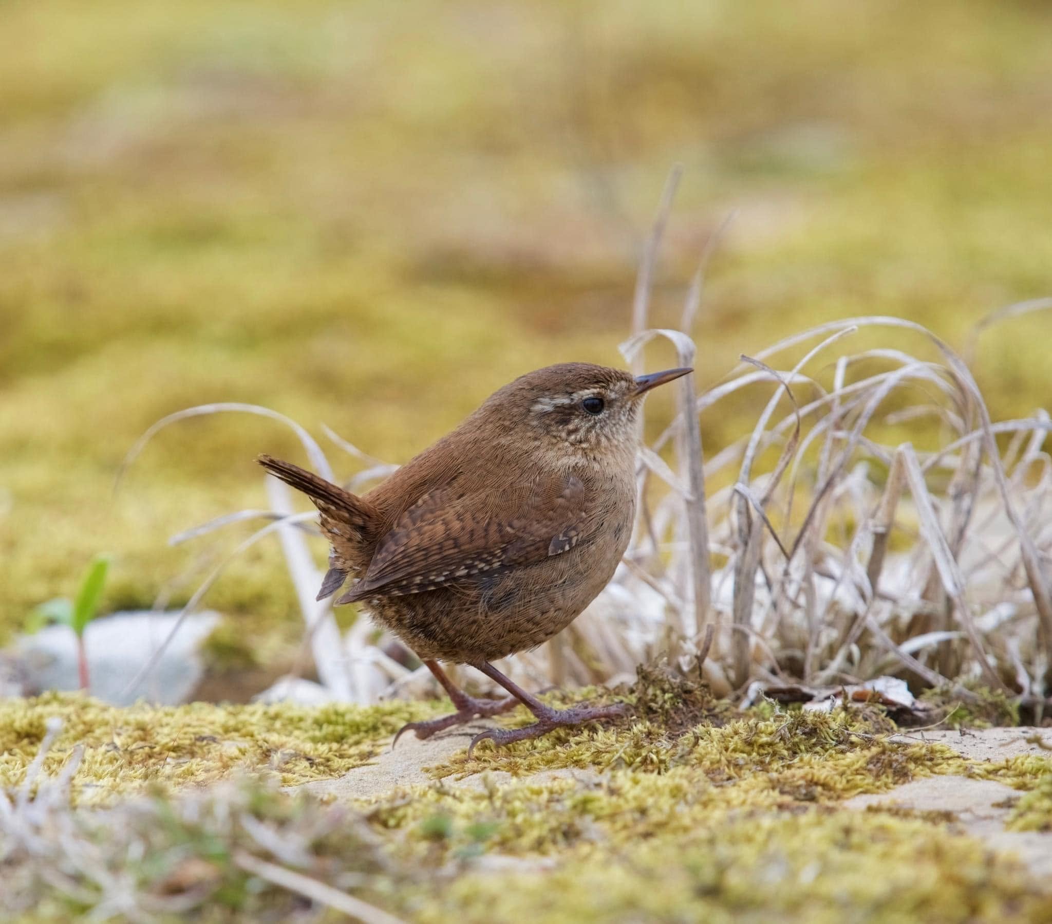 Wren foraging at garden hedge base UK