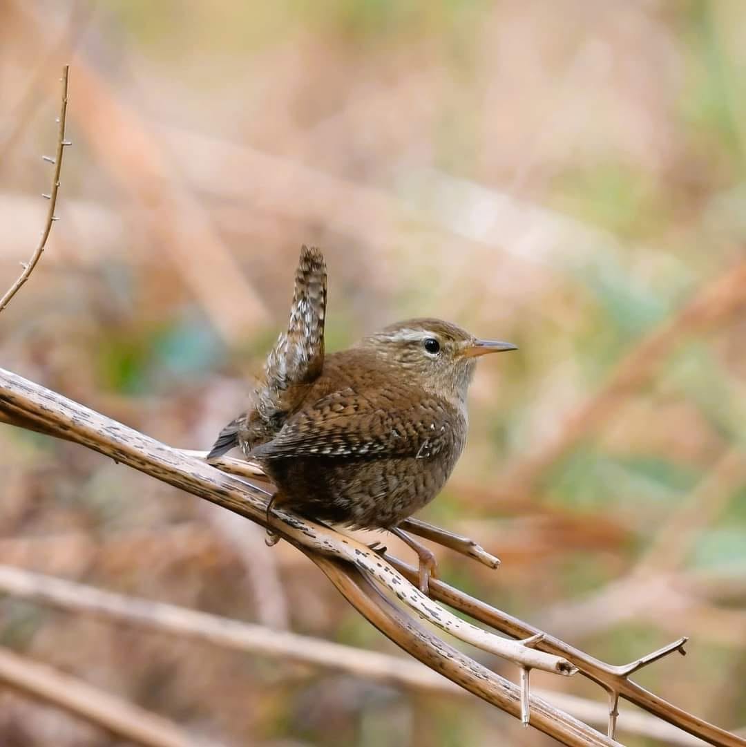 Wren in UK garden perched tail cocked