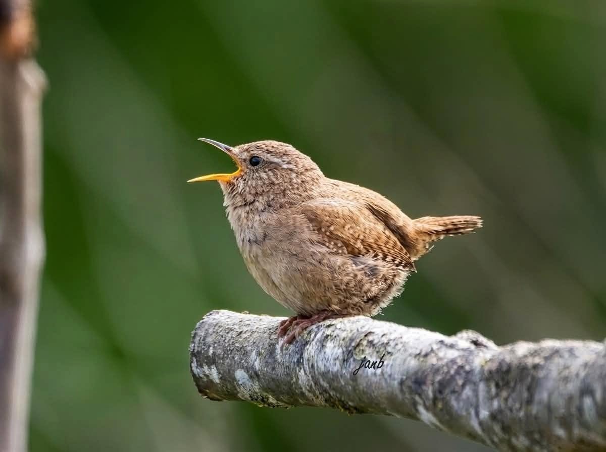 Wren singing perch UK garden morning