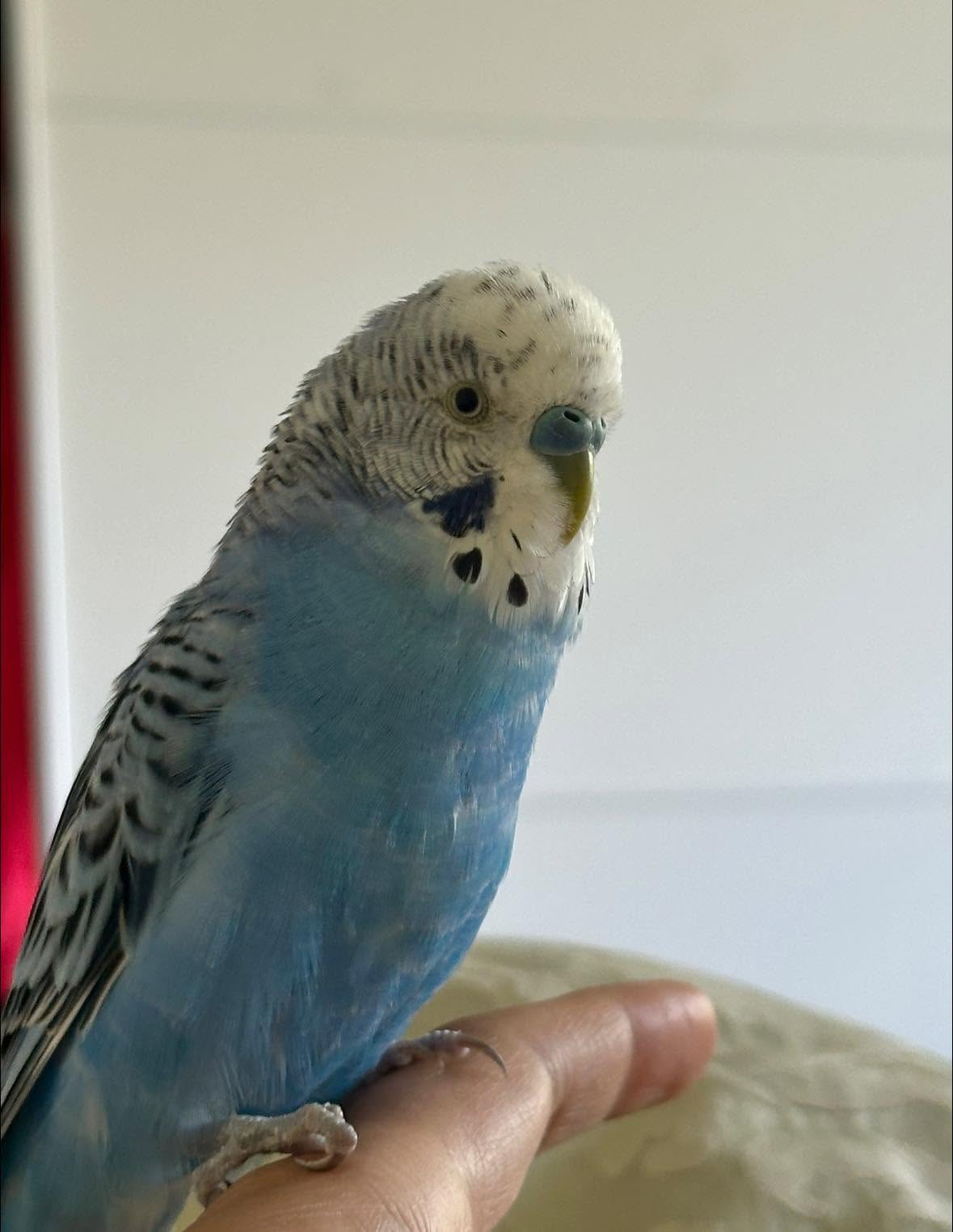Young budgie juvenile forehead barring UK