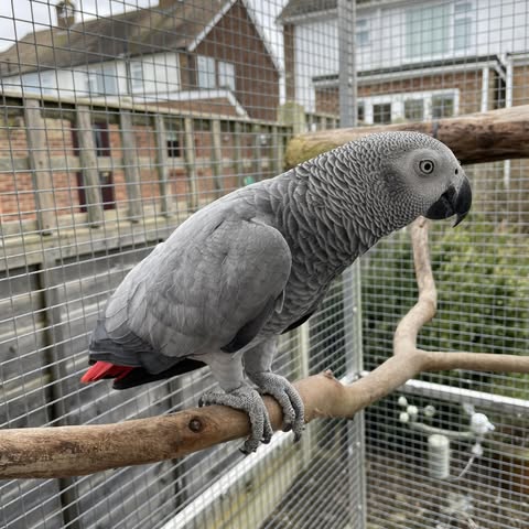 african grey parrot cockatiel rehomed UK 