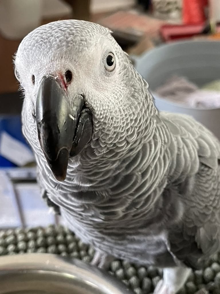 african grey parrot sanctuary long lifespan care 