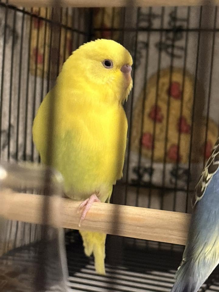 air sac mite budgie breathing difficulty UK 