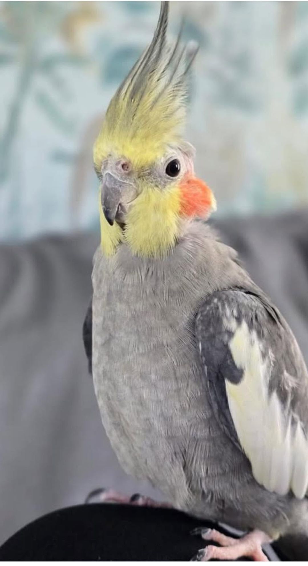avian vet cockatiel UK 2026