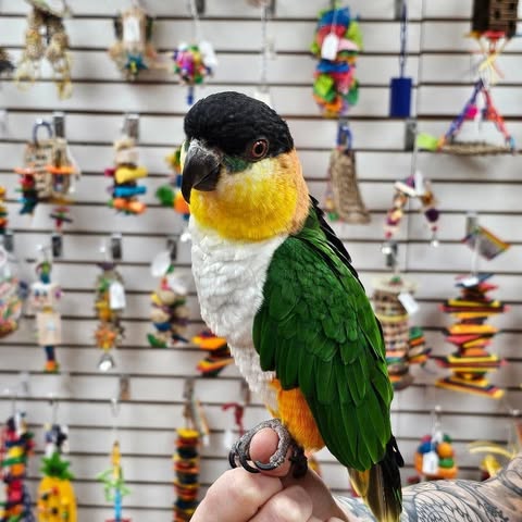 avian vet consultation cost UK pet bird 