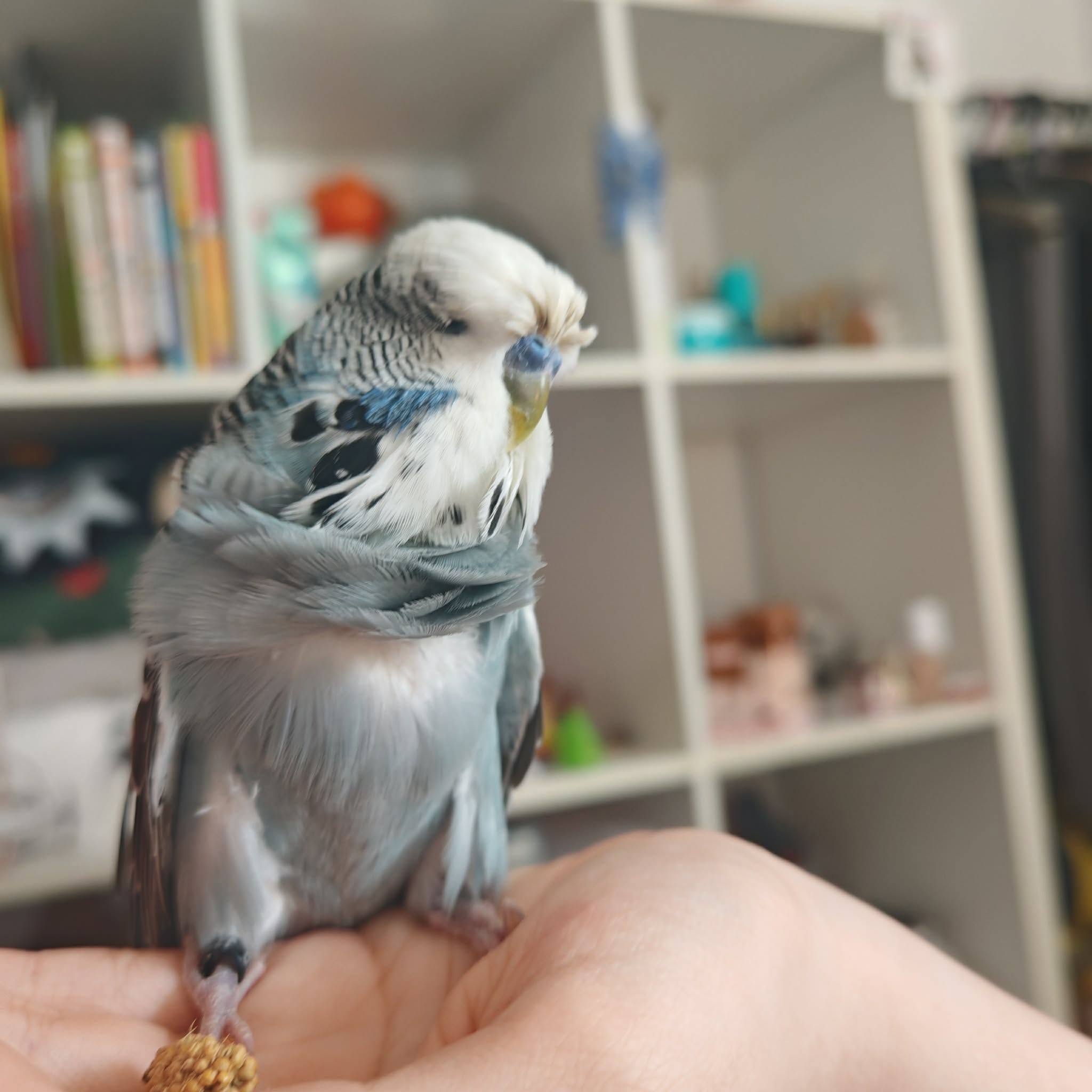 avian vet examining budgie for feather plucking causes