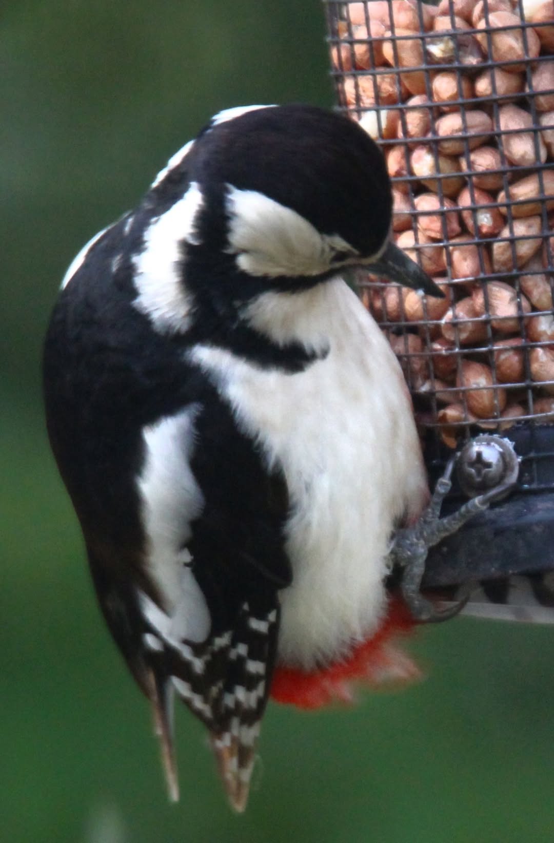 bird biosecurity cleaning equipment UK habits