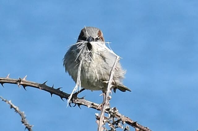 bird feeding seasonal calendar UK RSPB guide