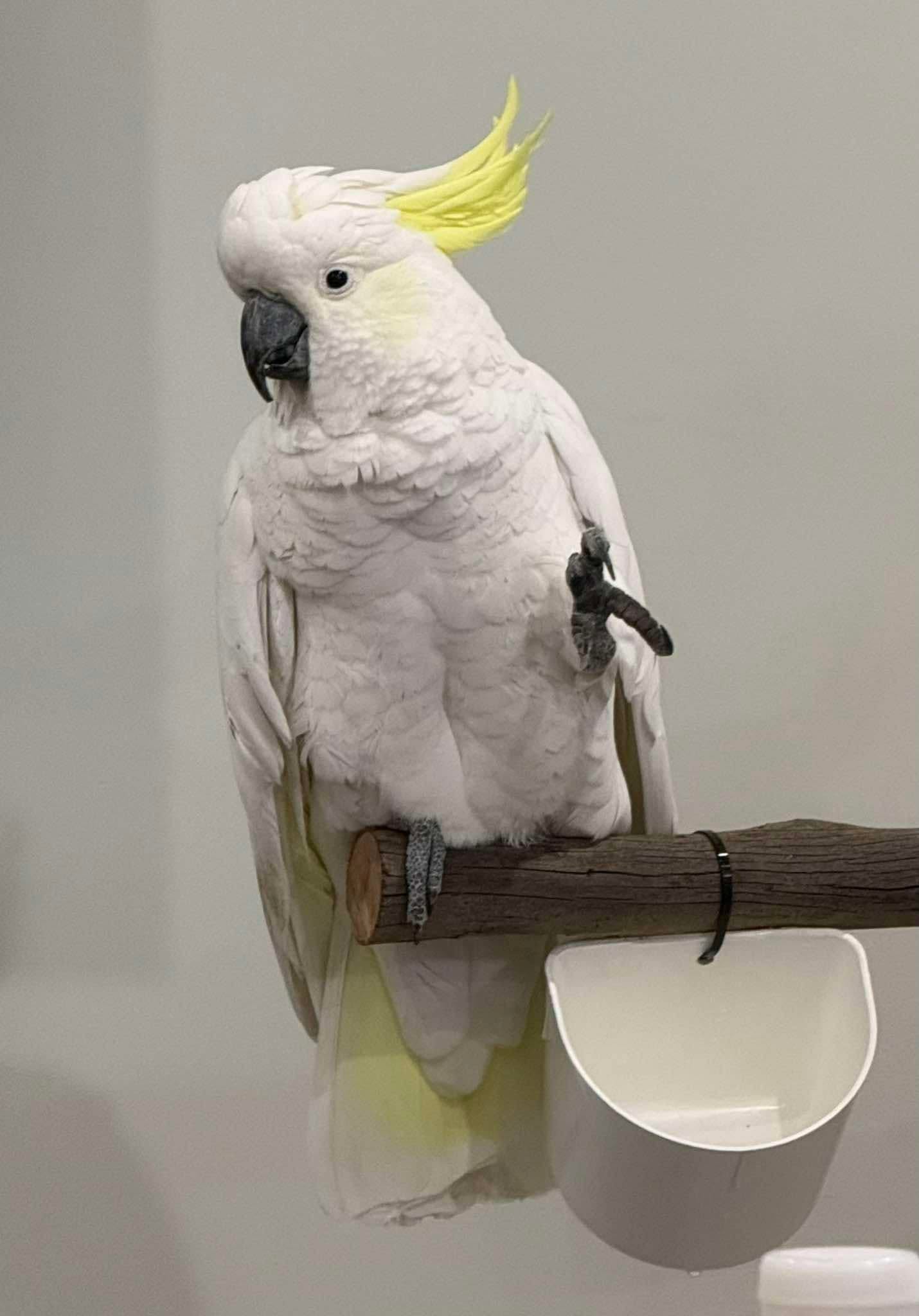 bird flu disease zone check UK pet owner