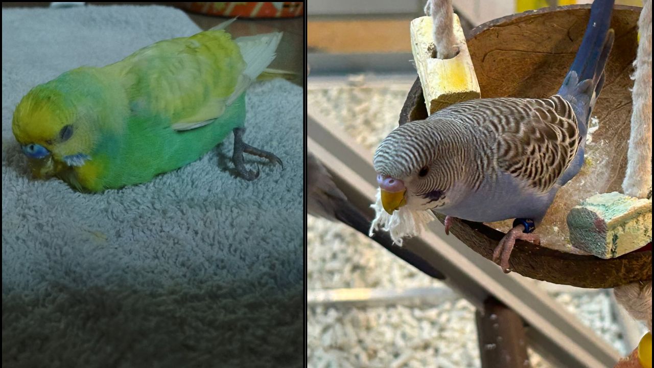 bird flu indoor pet bird risk UK 2026