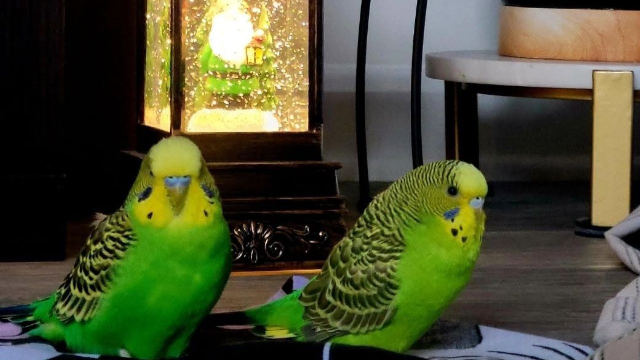 bird flu zones lifted England 2026 pet bird owners