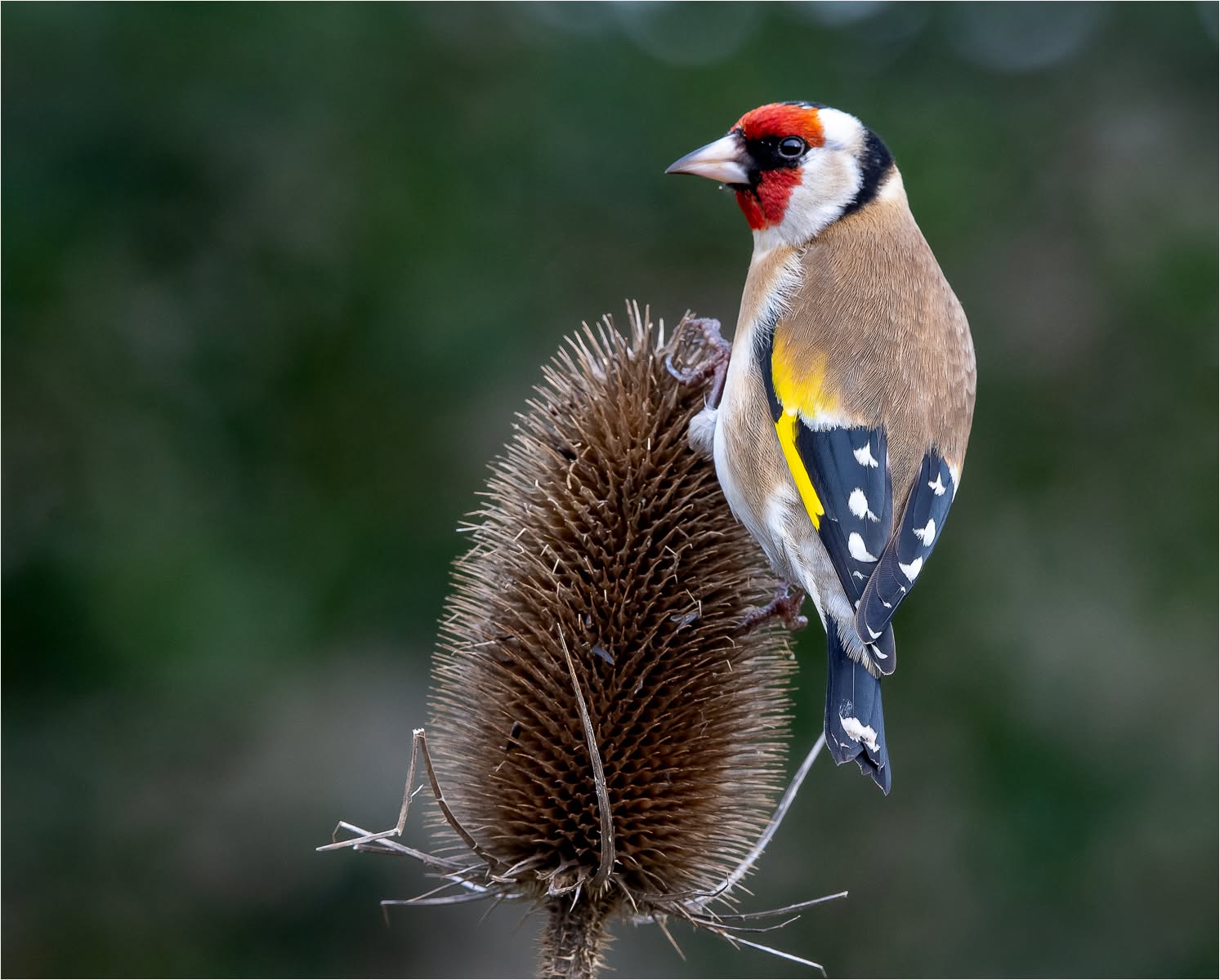 bird friendly garden plants sunflowers teasel UK
